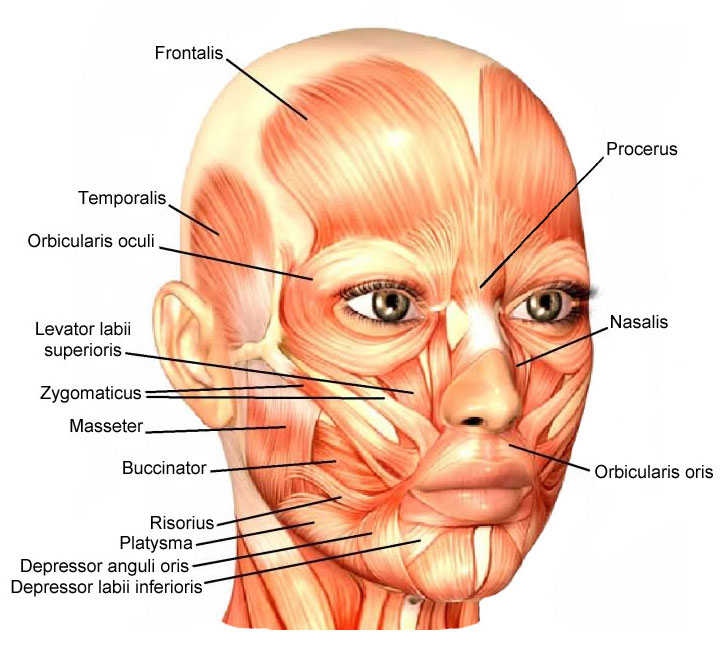 Skeletal Muscle Review